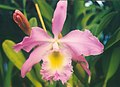 A and B Larsen orchids - Brassocattleya Heatonensis 547-4.jpg