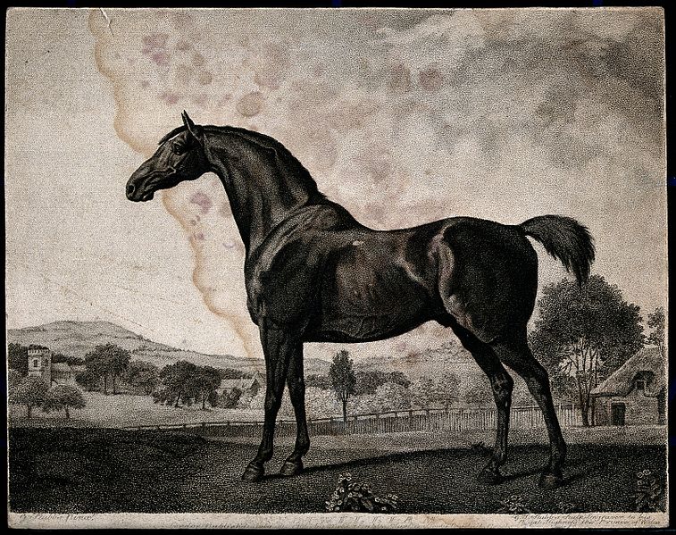 File:A horse in the countryside Wellcome V0048115.jpg