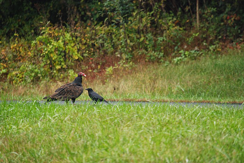 File:A macabre meeting in Nellysford - panoramio.jpg