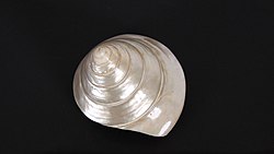 A shell of Trochus niloticus snail.jpg