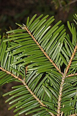 In Abies grandis (grand fir), and many other species with spirally arranged leaves, leaf bases are twisted to flatten their arrangement and maximize light capture. Abies grandis 5359.JPG