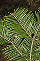 Folhas dispostas em espiral de Abies grandis. Em muitas espécies de Abies, as bases das folhas são torcidas para achatar a sua disposição e maximizar a captação de luz.