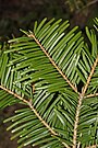 Abies grandis 5359.JPG