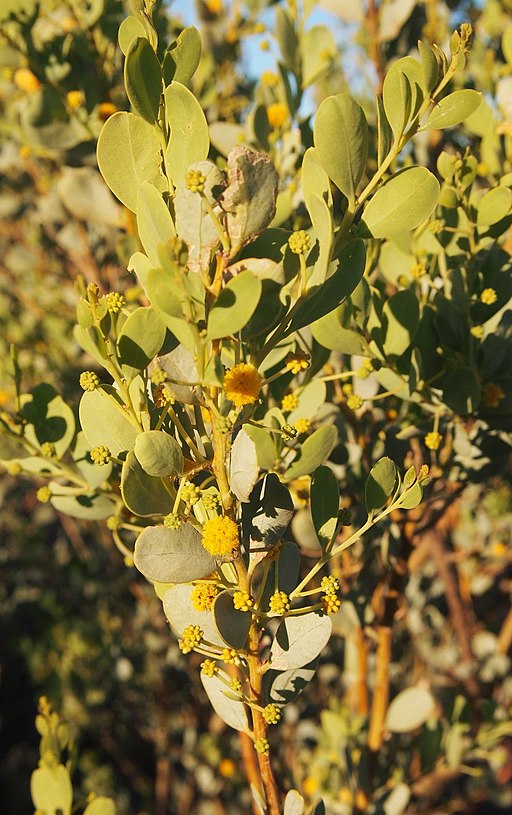 Acacia bivenosa foliage and flowers