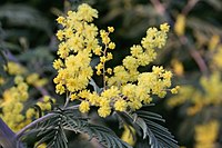 Acacia dealbata Garden 060407w.jpg