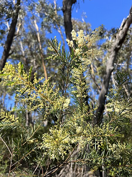 File:Acacia linifolia 266172518.jpg