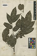 Acouroa violacea Aubl.  = Pterocarpus Jacq.  BM000931902.jpg