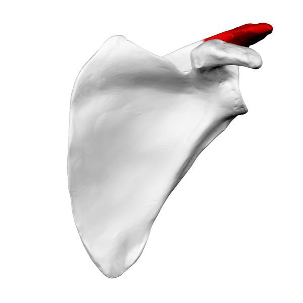 File:Acromion of left scapula03.png