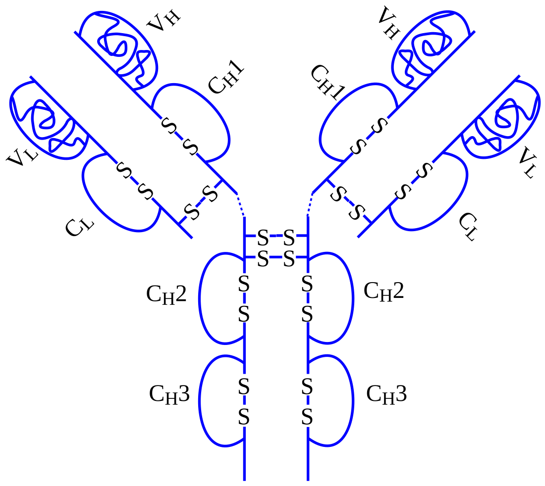 File:Adalimumab structure.svg