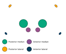 The eye grouping for the Adonea genus. The entire family owning a similar format. Adonea eye group.svg