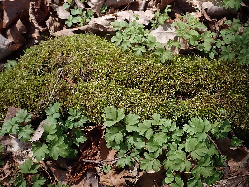 File:Adoxa moschatellina 2022-04-12 6287.jpg