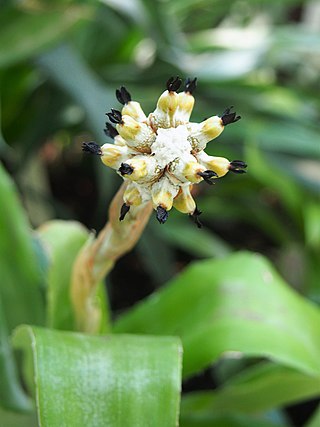 <i>Aechmea squarrosa</i> Species of flowering plant
