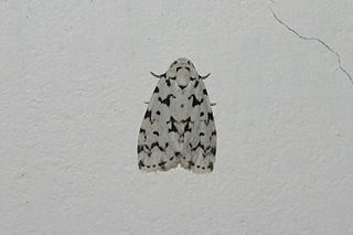 <i>Aemene taprobanis</i> Species of moth