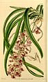 Aerides multiflora (as Aerides affinis) - Curtis' 70 (N.S. 17) pl. 4049 (1844).jpg