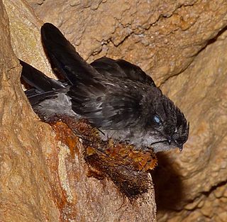 <span class="mw-page-title-main">Mossy-nest swiftlet</span> Species of bird