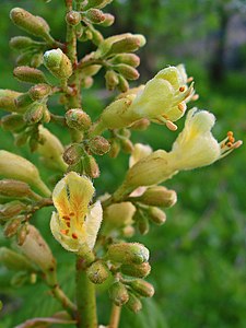 Aesculus glabra Inflorescence