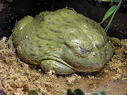 Afrikansk bullfrog.jpg