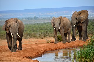 Elefante – Wikipédia, a enciclopédia livre