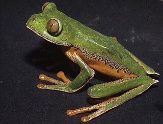 <i>Agalychnis danieli</i> Species of frog
