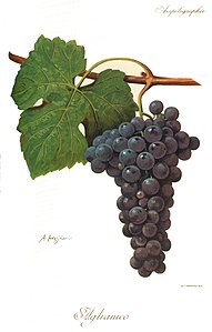 Aglianico Viala Vermorel.jpg