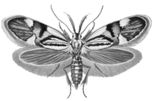 Alabonia geoffrella Haeckel.png