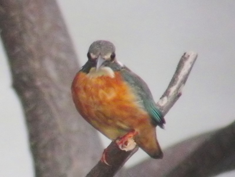 File:Alcedo atthis, Hong Kong 27.jpg