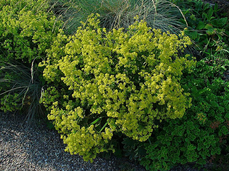 File:Alchemilla mollis 001.JPG