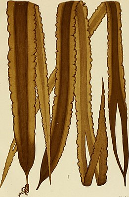 Algae japonicae Musei botanici lugduno-batavi (1870) (17761876858) .jpg