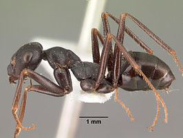 Alloformica flavicornis