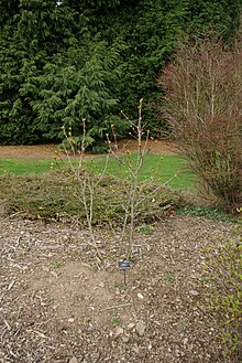 Alnus fruticosa by Nick.JPG