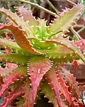Thumbnail for Aloe dorotheae