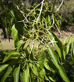 <i>Alstonia constricta</i> species of plant