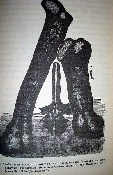 Illustration of M. fragillimus fossils, with an alligator femur (A) for scale, drawn in 1884