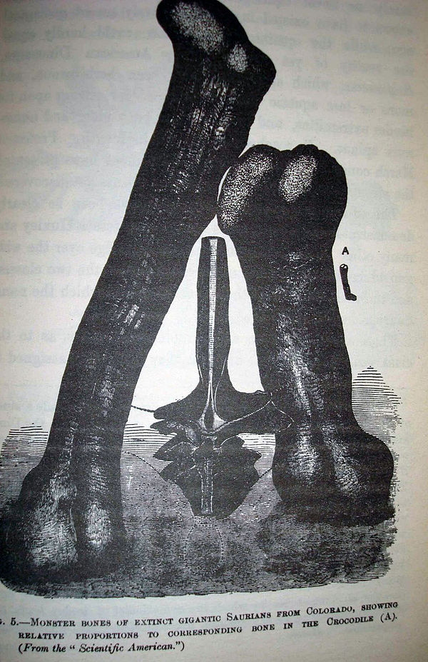 Illustration of M. fragillimus fossils, with an alligator femur (A) for scale, drawn in 1884