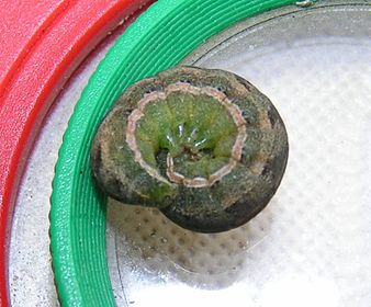 Larva Anarta trifolii larva.jpg