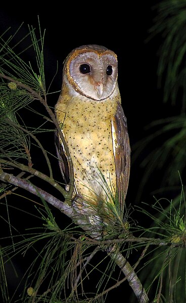 File:Andaman Masked Owl.jpg