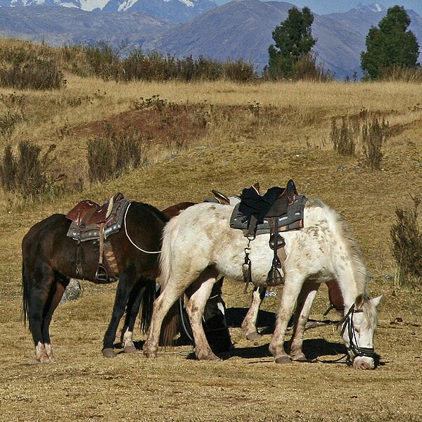 File:Anden Horses (cropped).jpg