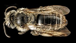 Andrena morrisonella
