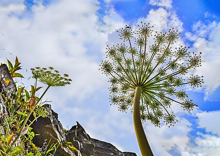 Angelica morrisonicola in Mount Hehuan, Taiwan.