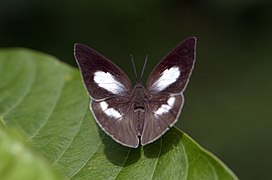 Curetis acuta (Inde).