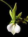 Angraecum eburneum