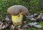 Miniatura para Boletus appendiculatus