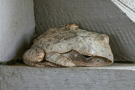 Anura sleeping on a wooden beam in Laos