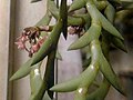 Dendrobium distichum flowers