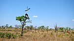 Araras on a tree in a savanna