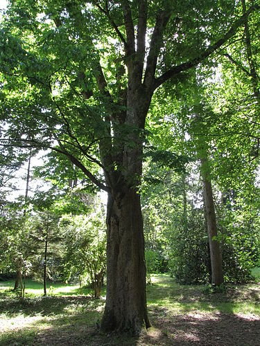 Japanese zelkova planted in 1894 Arboretum des barres--zelkova serrata.JPG