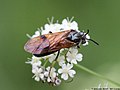 Arge ustulata (Linnaeus, 1758)