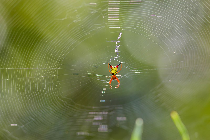 File:Arrow-shaped micrathena (43100481020).jpg