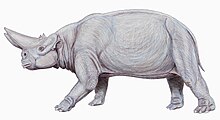 Arsinoitherium122DB.jpg