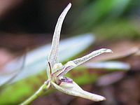 Acianthera duartei